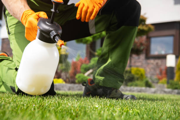 Best Wasp Removal Services  in Cut Bank, MT